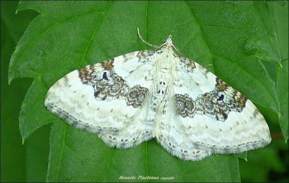 Mooi getekend vlindertje